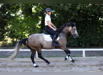 Connemara, Gelding, 4 years, 14.1 hh, Brown Falb mold