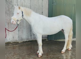 Connemara, Gelding, 4 years, 14.1 hh, Cremello