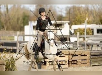 Connemara, Gelding, 4 years, 14,1 hh, Cremello