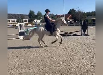 Connemara, Wallach, 4 Jahre, 14,1 hh, Cremello