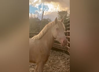 Connemara, Gelding, 4 years, 14,1 hh, Cremello