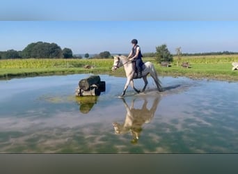 Connemara, Gelding, 4 years, 14,1 hh, Cremello