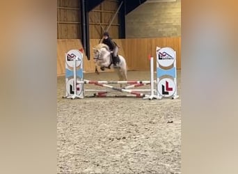 Connemara, Wallach, 4 Jahre, 14,1 hh, Cremello