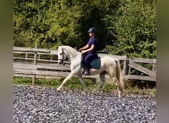 Connemara, Wallach, 4 Jahre, 14,1 hh, Schimmel