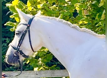 Connemara, Wallach, 4 Jahre, 14,1 hh, Schimmel