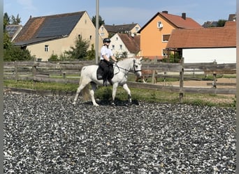 Connemara, Wallach, 4 Jahre, 14,1 hh, Schimmel