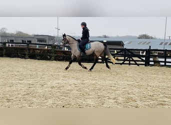 Connemara, Gelding, 4 years, 14,1 hh, Gray