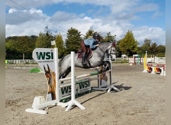 Connemara, Gelding, 4 years, 14.1 hh, Grey-Dapple