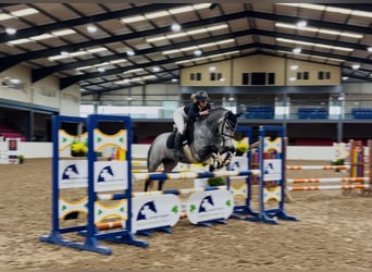 Connemara, Gelding, 4 years, 14.1 hh, Grey-Dapple