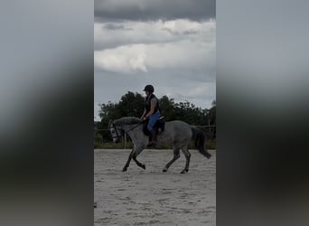 Connemara, Gelding, 4 years, 14.1 hh, Grey