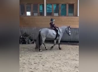 Connemara, Gelding, 4 years, 14.1 hh, Grey