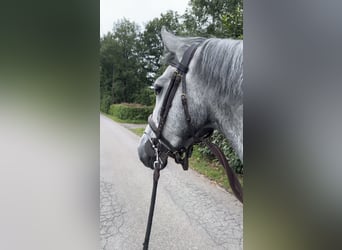 Connemara, Gelding, 4 years, 14.1 hh, Grey