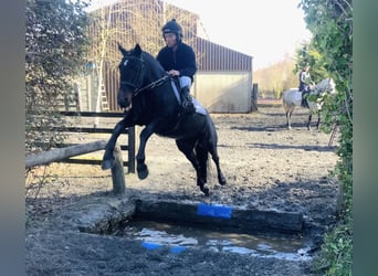 Connemara, Gelding, 4 years, 14.2 hh, Black