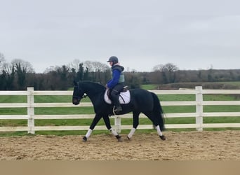 Connemara, Gelding, 4 years, 14.2 hh, Black