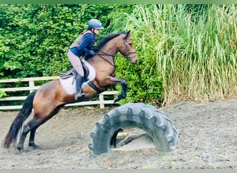 Connemara, Gelding, 4 years, 14.2 hh, Brown