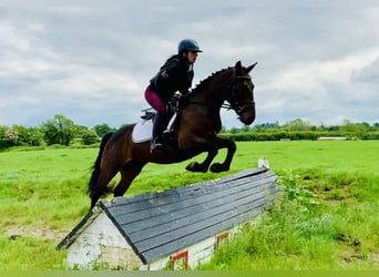 Connemara, Gelding, 4 years, 14.2 hh, Brown