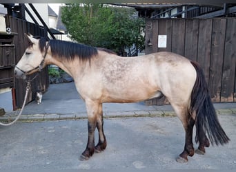 Connemara, Gelding, 4 years, 14.2 hh, Buckskin