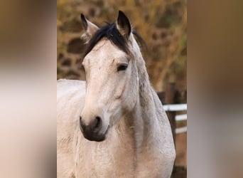 Connemara, Gelding, 4 years, 14.2 hh, Buckskin