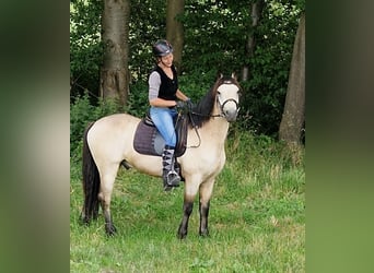 Connemara, Gelding, 4 years, 14.2 hh, Buckskin