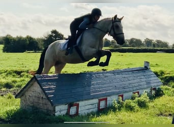Connemara, Gelding, 4 years, 14.2 hh, Dun