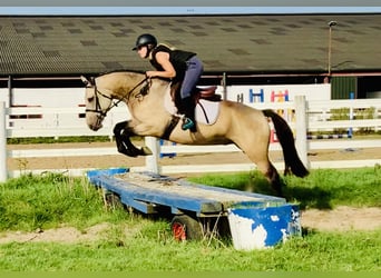 Connemara, Gelding, 4 years, 14.2 hh, Dun