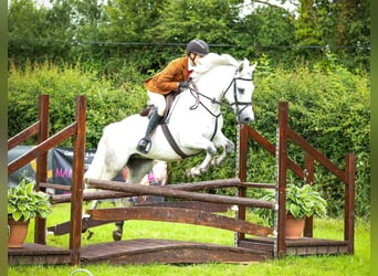 Connemara, Gelding, 4 years, 14,2 hh, Gray