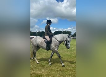 Connemara, Gelding, 4 years, 14.2 hh, Grey-Dapple Connemara, Gelding, 4 years, 14.2 hh, Grey-Dapple