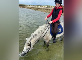 Connemara, Gelding, 4 years, 14.2 hh, Grey-Dapple Connemara, Gelding, 4 years, 14.2 hh, Grey-Dapple