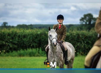 Connemara, Gelding, 4 years, 14.2 hh, Grey-Dapple Connemara, Gelding, 4 years, 14.2 hh, Grey-Dapple