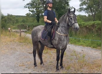 Connemara, Gelding, 4 years, 14.2 hh, Grey-Dark-Tan