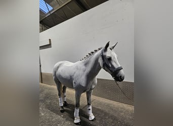 Connemara, Gelding, 4 years, 14.2 hh, Grey Connemara, Gelding, 4 years, 14.2 hh, Grey