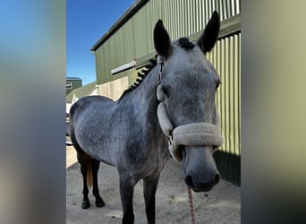 Connemara, Gelding, 4 years, 14.2 hh, Grey