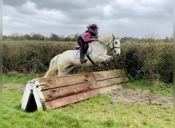 Connemara, Gelding, 4 years, 14.2 hh, Grey
