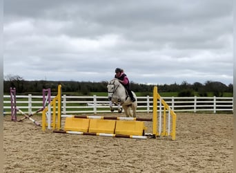 Connemara, Gelding, 4 years, 14.2 hh, Grey