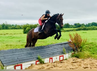 Connemara, Gelding, 4 years, 14.3 hh, Brown