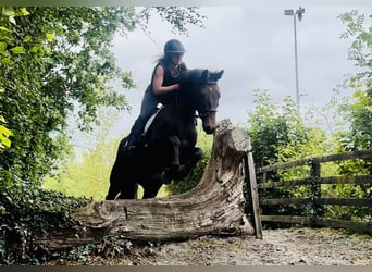 Connemara, Gelding, 4 years, 14.3 hh, Brown