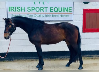 Connemara, Gelding, 4 years, 14.3 hh, Brown