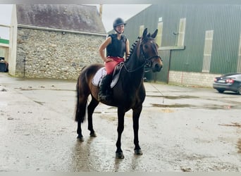 Connemara, Gelding, 4 years, 14.3 hh, Brown