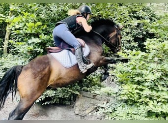 Connemara, Gelding, 4 years, 14.3 hh, Brown