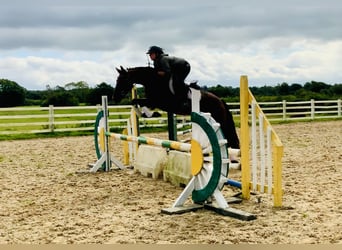 Connemara, Gelding, 4 years, 14,3 hh, Brown