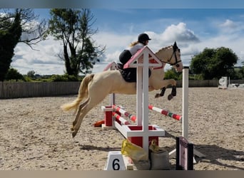 Connemara, Gelding, 4 years, 14.3 hh, Cremello