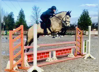 Connemara, Gelding, 4 years, 14.3 hh, Dun