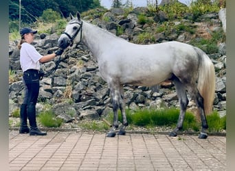 Connemara, Gelding, 4 years, 14,3 hh, Gray-Blue-Tan