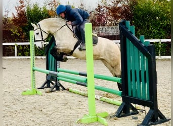 Connemara, Gelding, 4 years, 14,3 hh, Gray