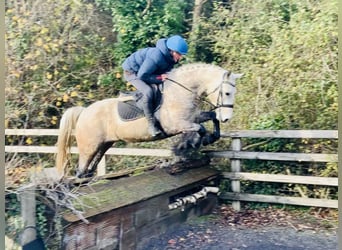 Connemara, Gelding, 4 years, 14,3 hh, Gray