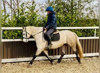 Connemara, Gelding, 4 years, 14,3 hh, Gray