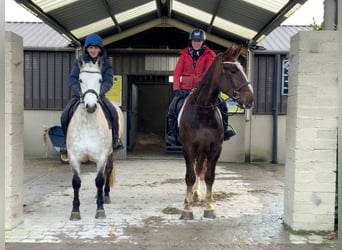 Connemara, Gelding, 4 years, 14,3 hh, Gray