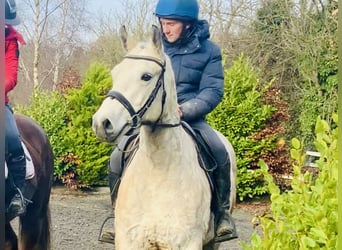 Connemara, Gelding, 4 years, 14,3 hh, Gray