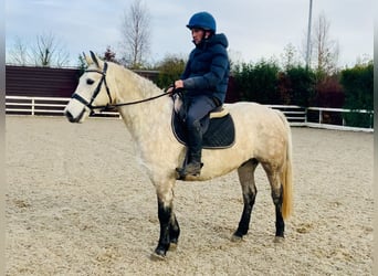 Connemara, Gelding, 4 years, 14,3 hh, Gray