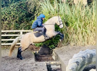 Connemara, Gelding, 4 years, 14,3 hh, Gray